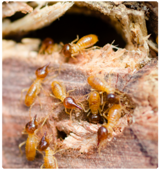 termites pest control near me
